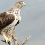 cuanto-vive-un-aguila