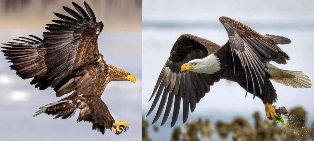 cuanto vive un aguila real