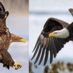 cuanto-vive-un-aguila-real