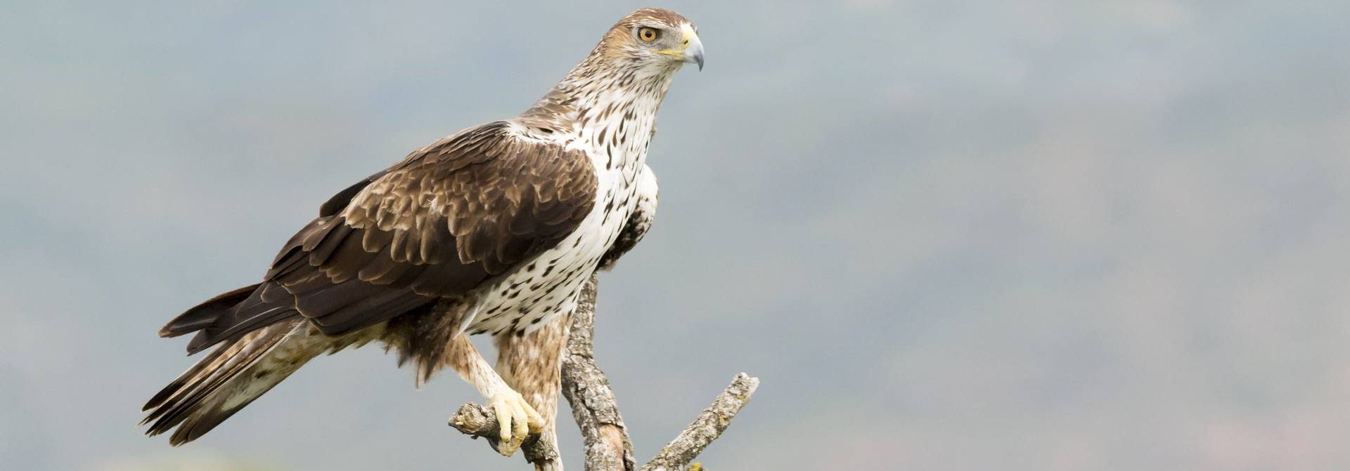 cuanto vive un aguila