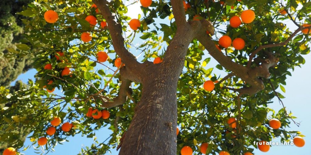 cuanto vive un arbol