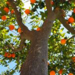 ¿Cuánto vive un árbol? cuanto-vive-un-arbol