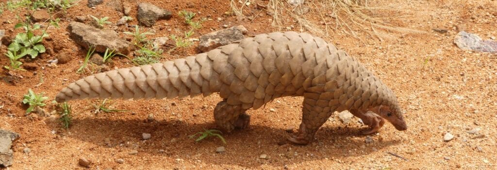 ¿Cuánto vive un armadillo? 2 cuanto vive un armadillo