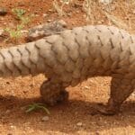 cuanto-vive-un-armadillo