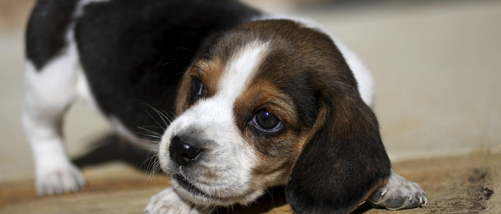 Blog 2 cuanto vive un beagle