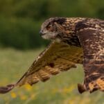 ¿Cuánto vive un búho? cuanto-vive-un-buho