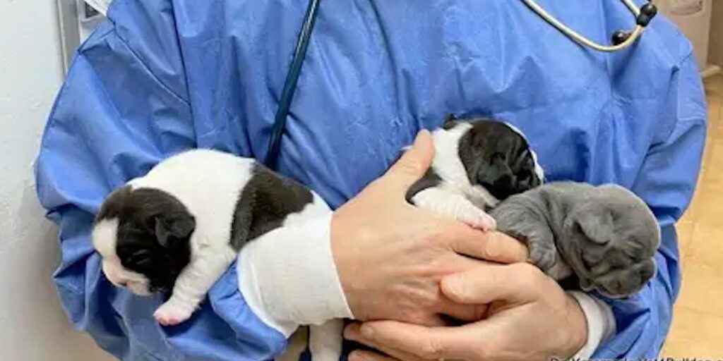 cuanto vive un bulldog frances