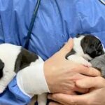 cuanto-vive-un-bulldog-frances