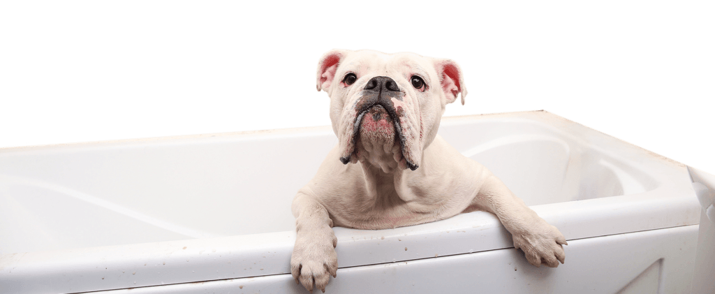 cuanto vive un bulldog ingles