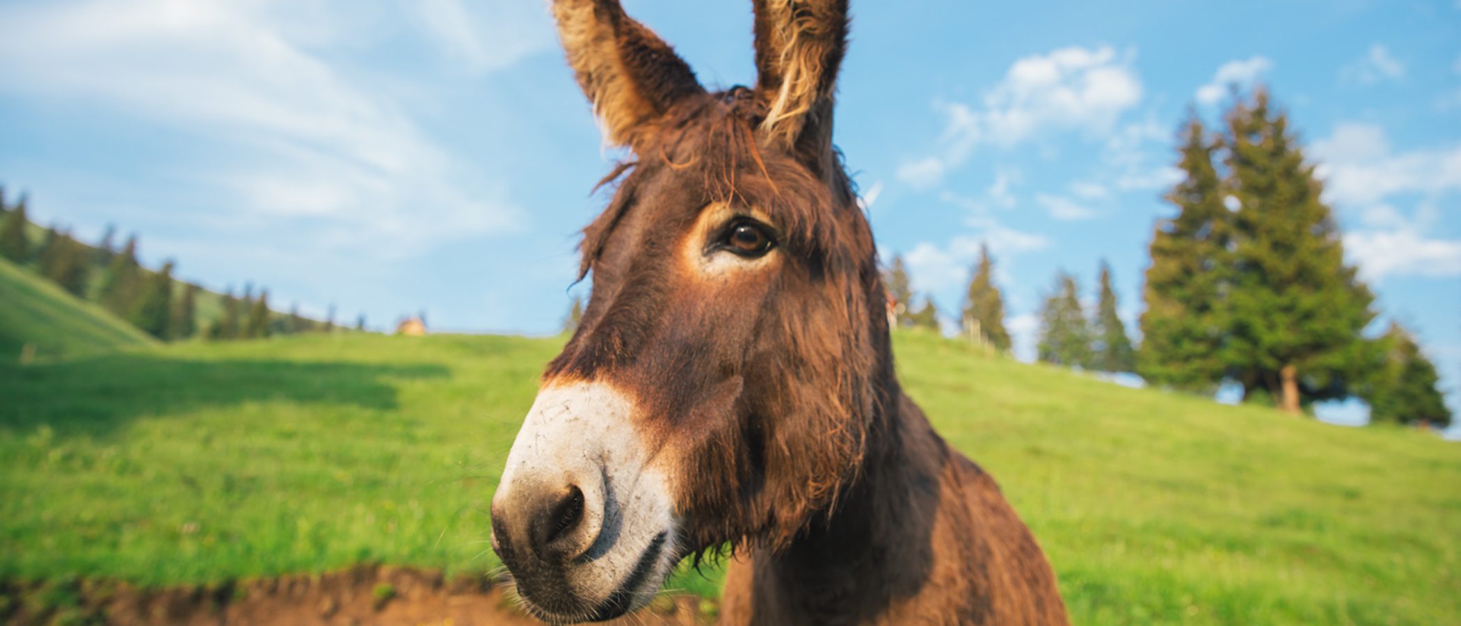 cuanto vive un burro