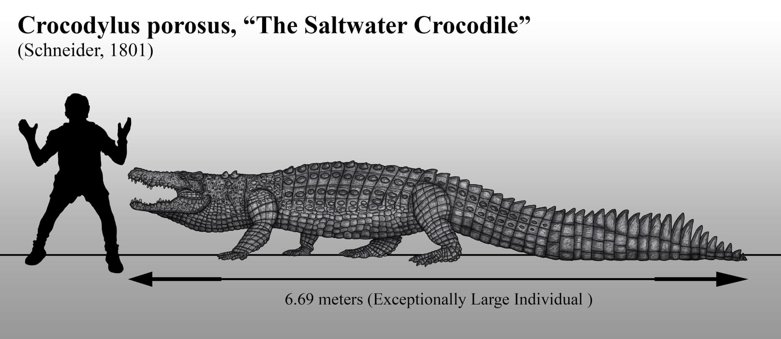 Blog 8 cuanto vive un caiman scaled