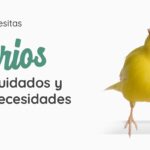 ¿Cuánto vive un canario? cuanto-vive-un-canario