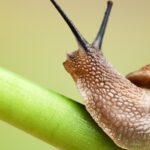 ¿Cuánto vive un caracol? cuanto-vive-un-caracol