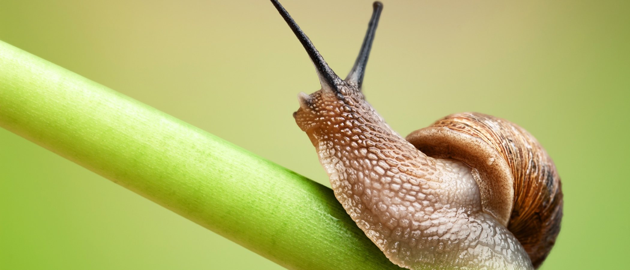 cuanto vive un caracol