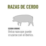 cuanto-vive-un-cerdo
