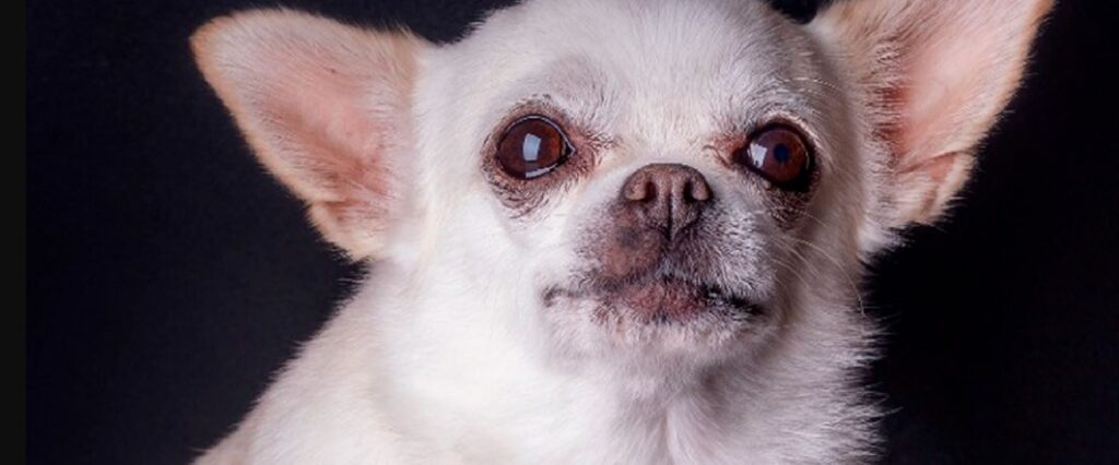 ¿Cuánto vive un chihuahua? 2 cuanto vive un chihuahua