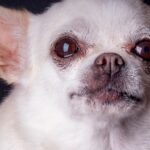 cuanto-vive-un-chihuahua