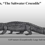 cuanto-vive-un-cocodrilo