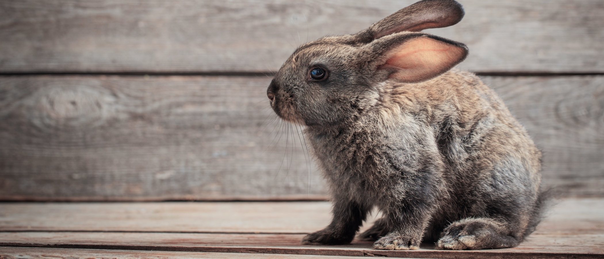 cuanto vive un conejo domestico