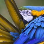 cuanto-vive-un-cotorro