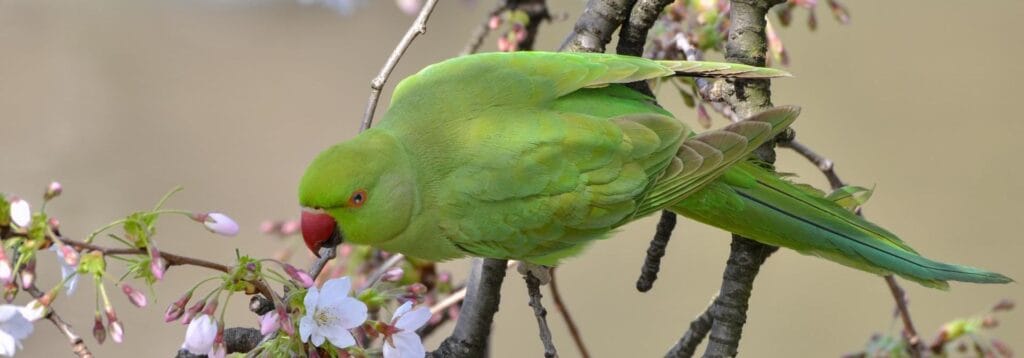 cuanto vive un cotorro verde