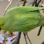 cuanto-vive-un-cotorro-verde