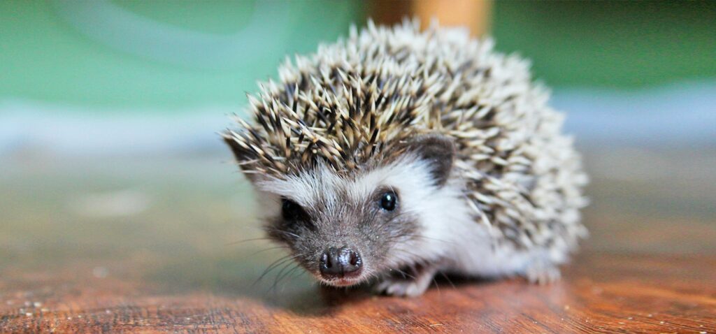 cuanto vive un erizo