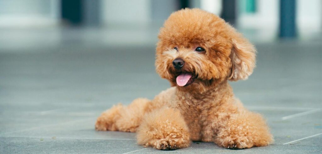 cuanto vive un french poodle