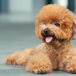 cuanto-vive-un-french-poodle