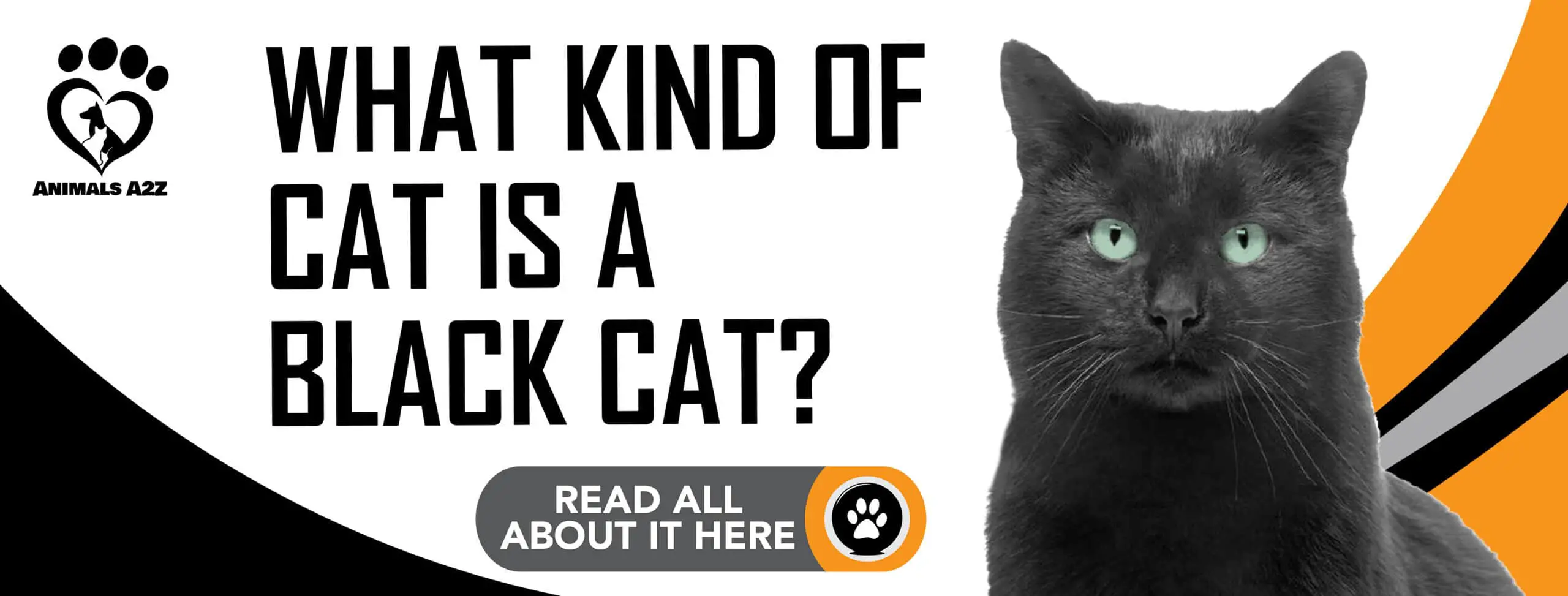 cuanto vive un gato negro
