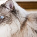 cuanto-vive-un-gato-ragdoll