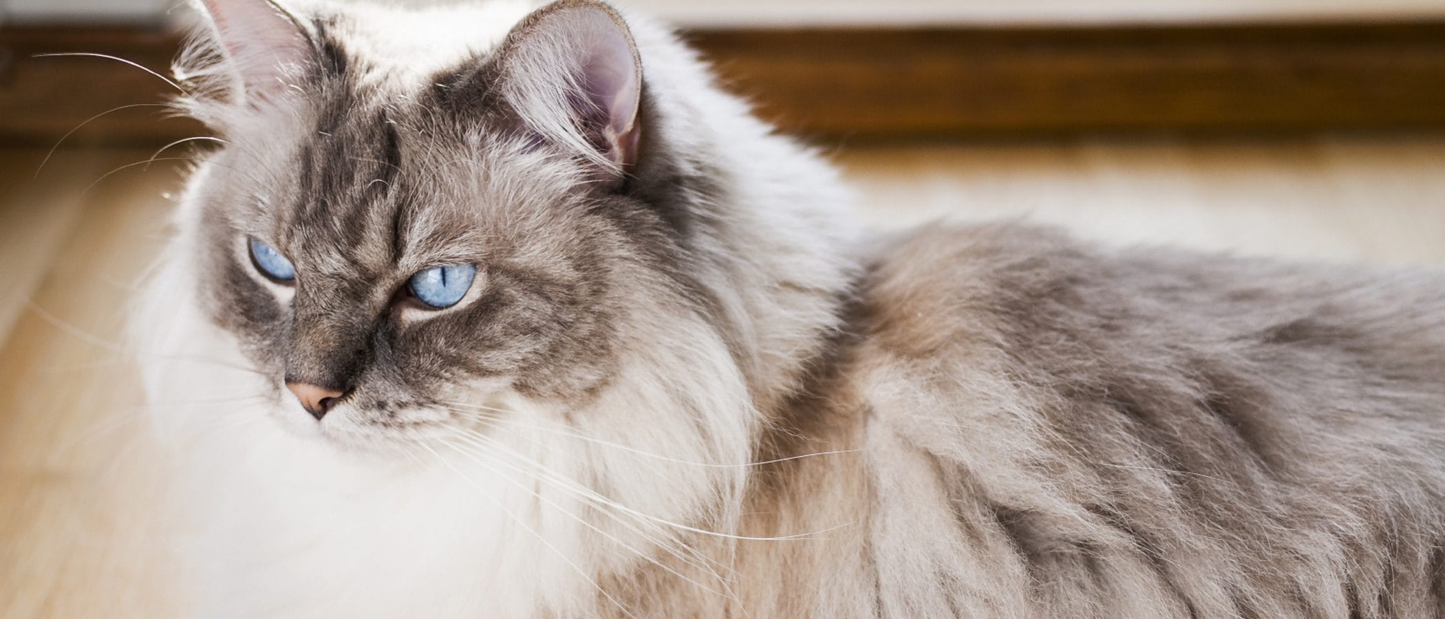 Blog 6 cuanto vive un gato ragdoll