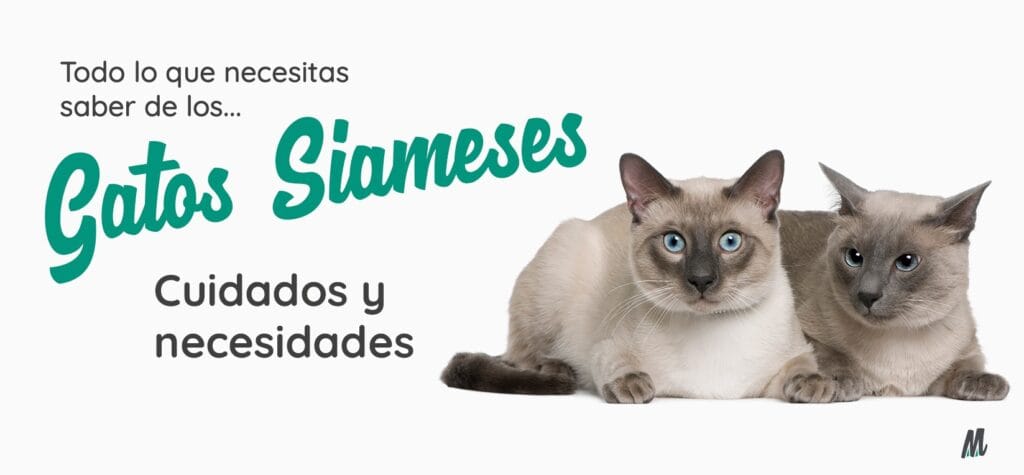 cuanto vive un gato siames
