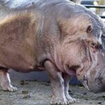 cuanto-vive-un-hipopotamo