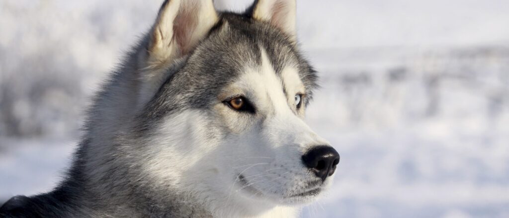 cuanto vive un husky