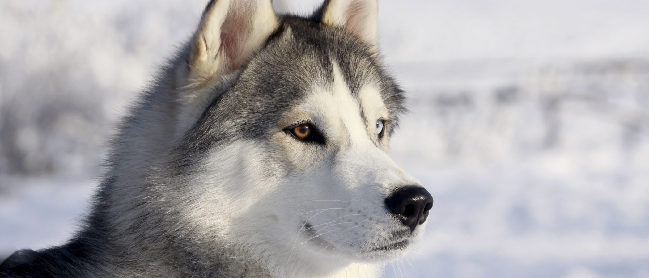 cuanto vive un husky