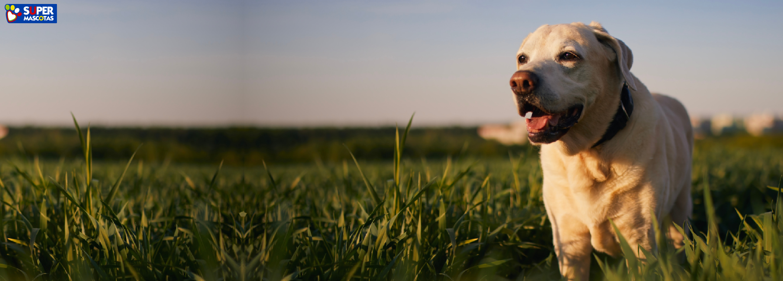 cuanto vive un labrador