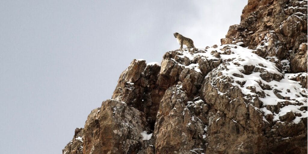 cuanto vive un leopardo