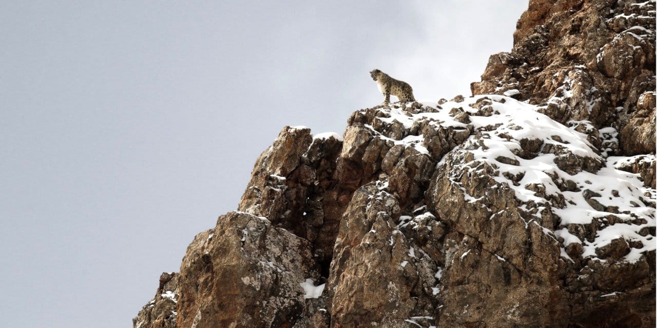 Blog 2 cuanto vive un leopardo