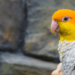 cuanto-vive-un-loro-yaco