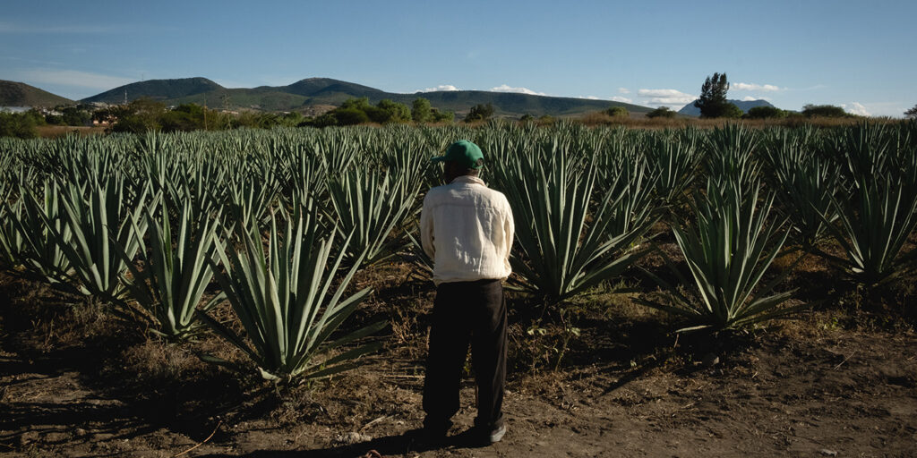 cuanto vive un maguey