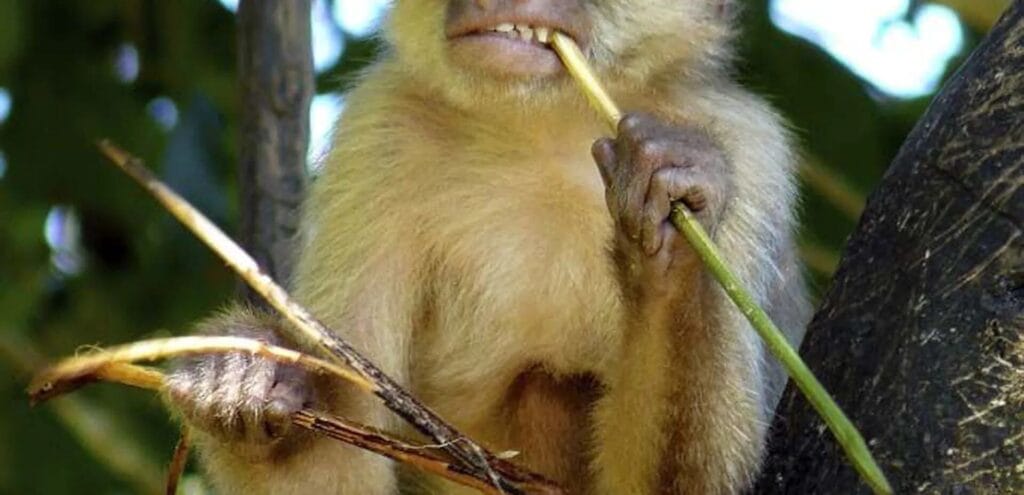 cuanto vive un mono capuchino