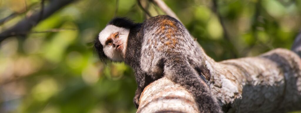 cuanto vive un mono titi