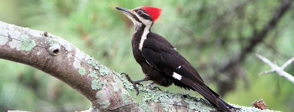 cuanto vive un pajaro carpintero