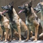 cuanto-vive-un-pastor-belga