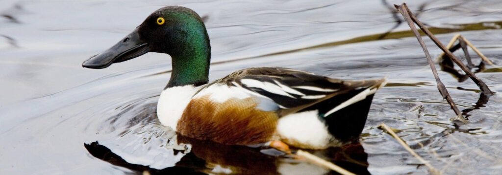 Cuánto vive un pato? 2 cuanto vive un pato