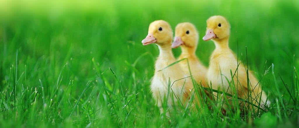 cuanto vive un pato domestico