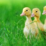 cuanto-vive-un-pato-domestico