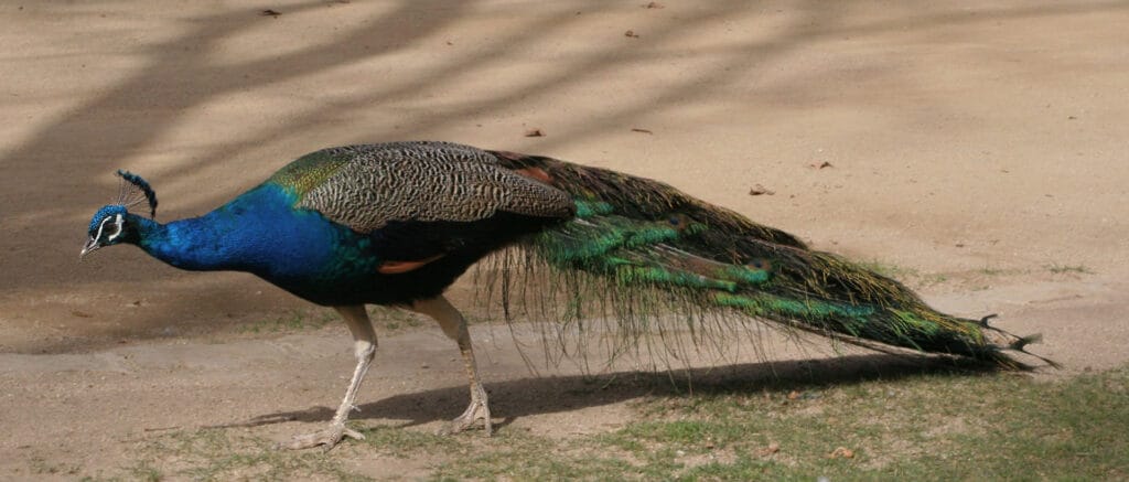 cuanto vive un pavo real