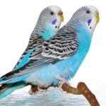cuanto-vive-un-perico-australiano